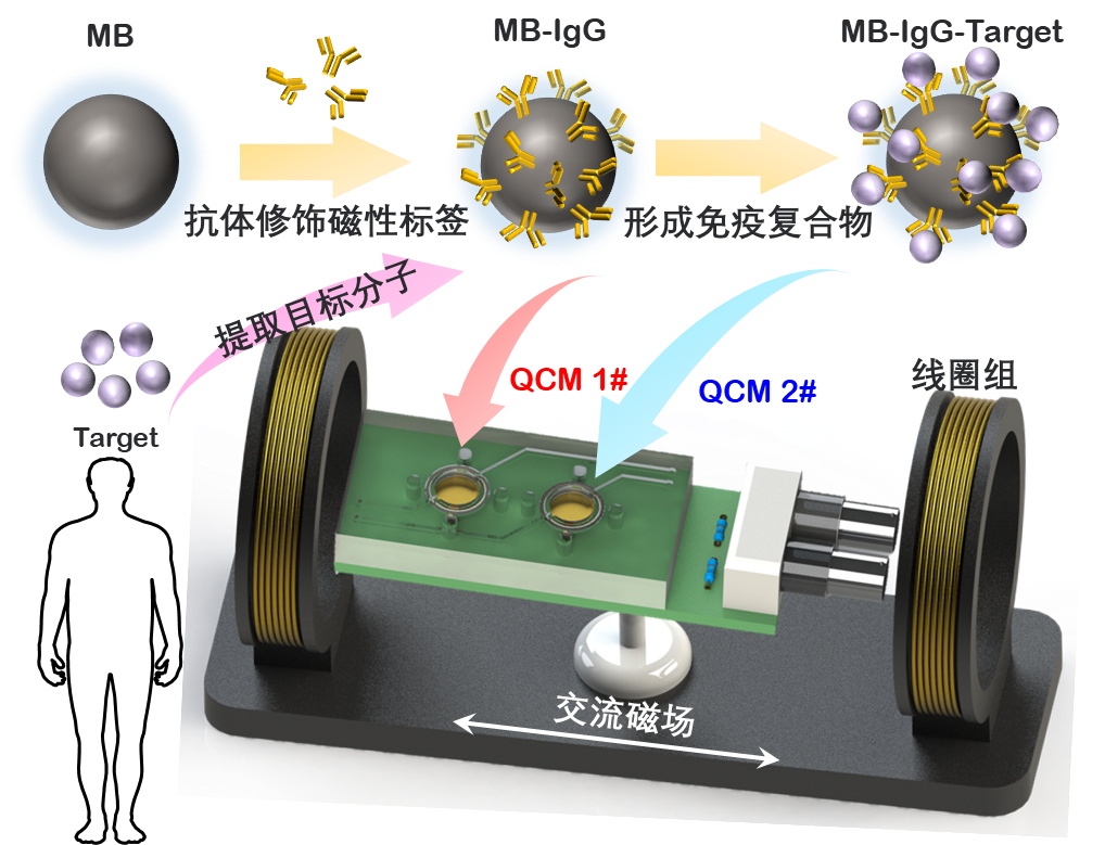 图2磁标记生物分子多特性检测系统.png 图2磁标记生物分子多特性检测系统.png
